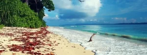 Tour Operator in Andaman