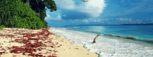 Tour Operator in Andaman